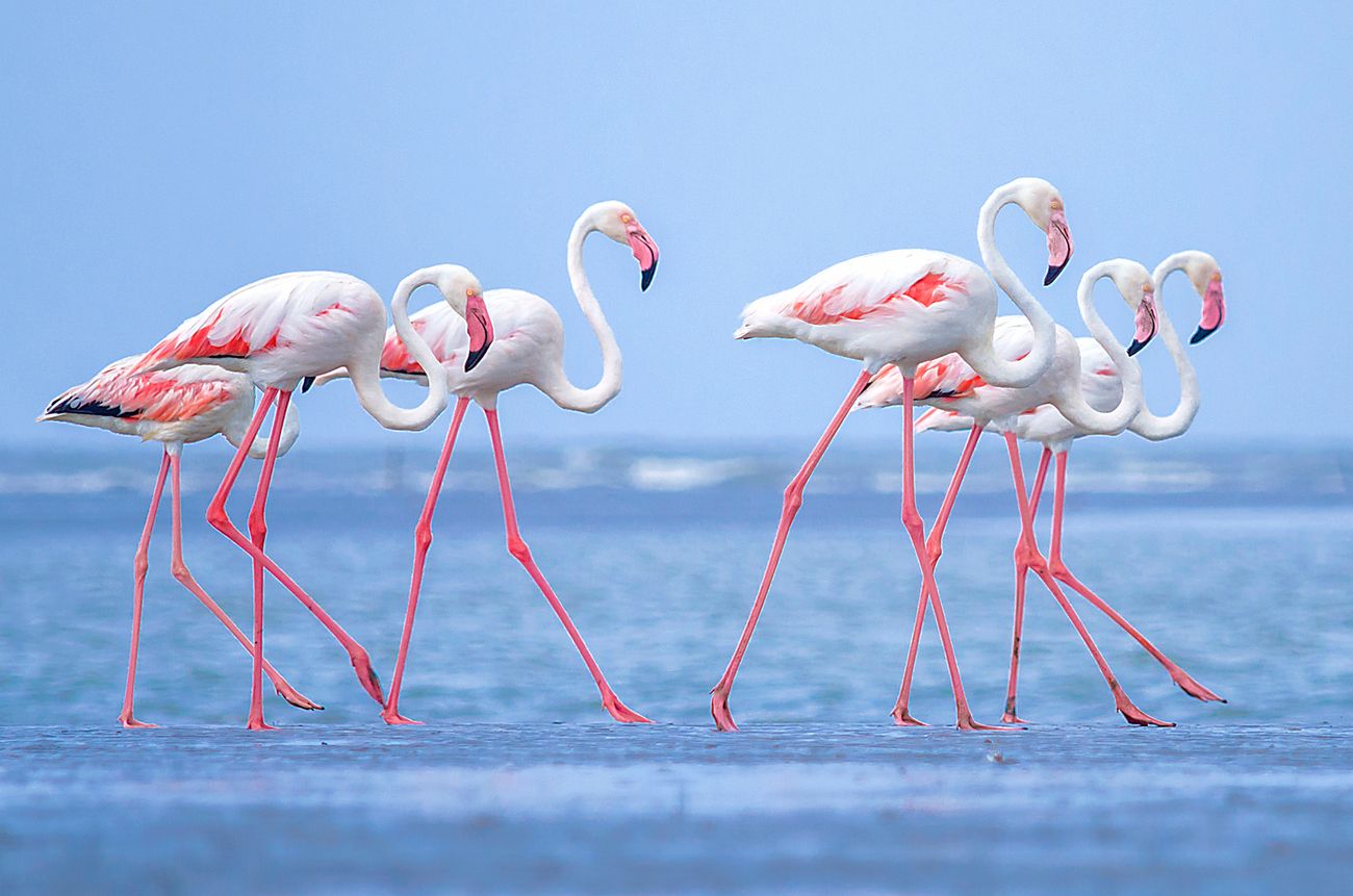 A bright flamboyance of hundreds of flamingos spotted crossing the sandy Modhva beach near Mandvi in Gujarat