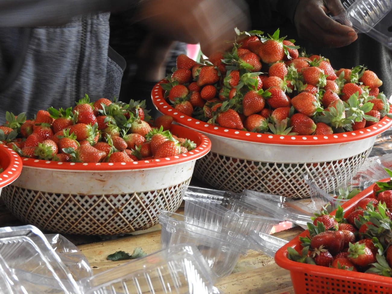 Buckets of fresh strawberries, fragaria ananassa, ready to be packed and sold 