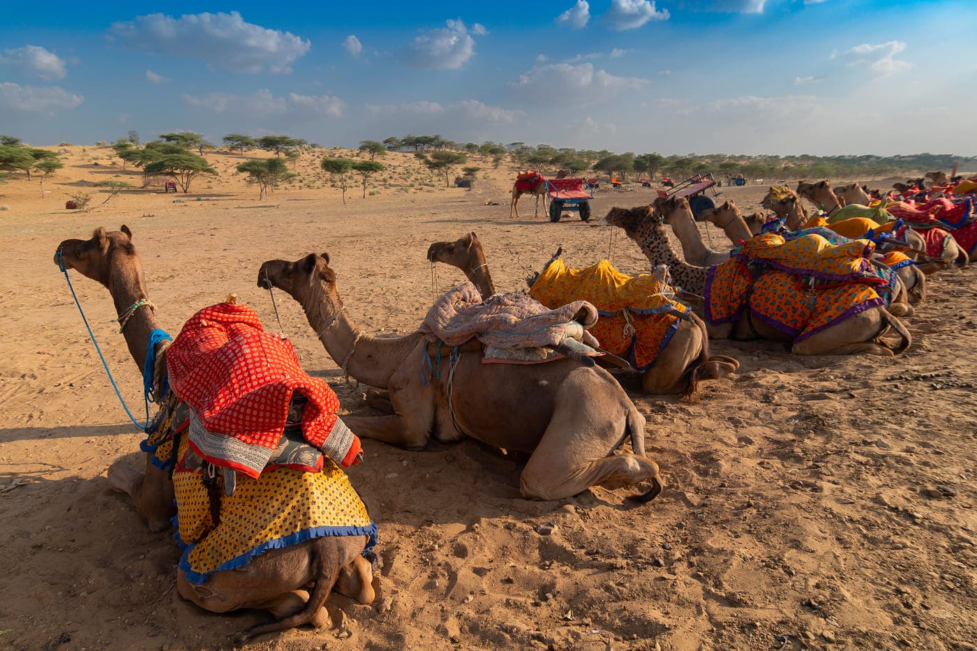 Camels in traditional attire wait in line for the arrival of tourists. Camel rides are a favorite activity amongst visitors 