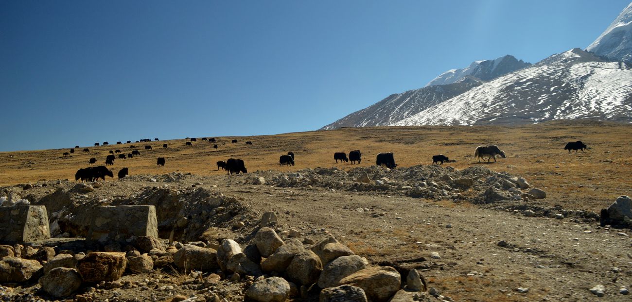 Cattle graze in the grasslands in the otherwise rocky terrain of the Yumthang Valley with snow covered peaks in the background