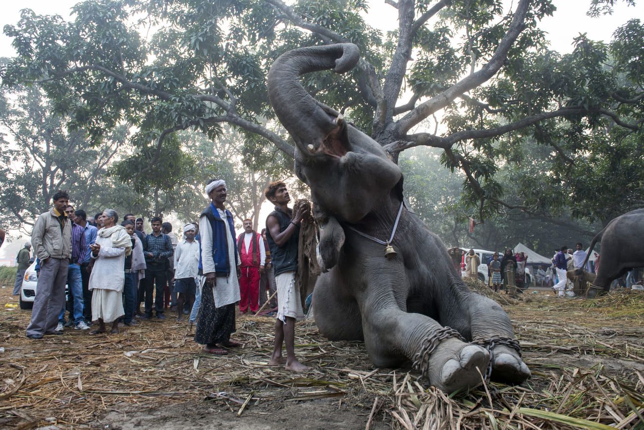 Previously wild animals like lions, bears and tigers were sold at the fair, but since these animals are no longer allowed to perform in circuses, elephants are the only remaining wild animals still for sale