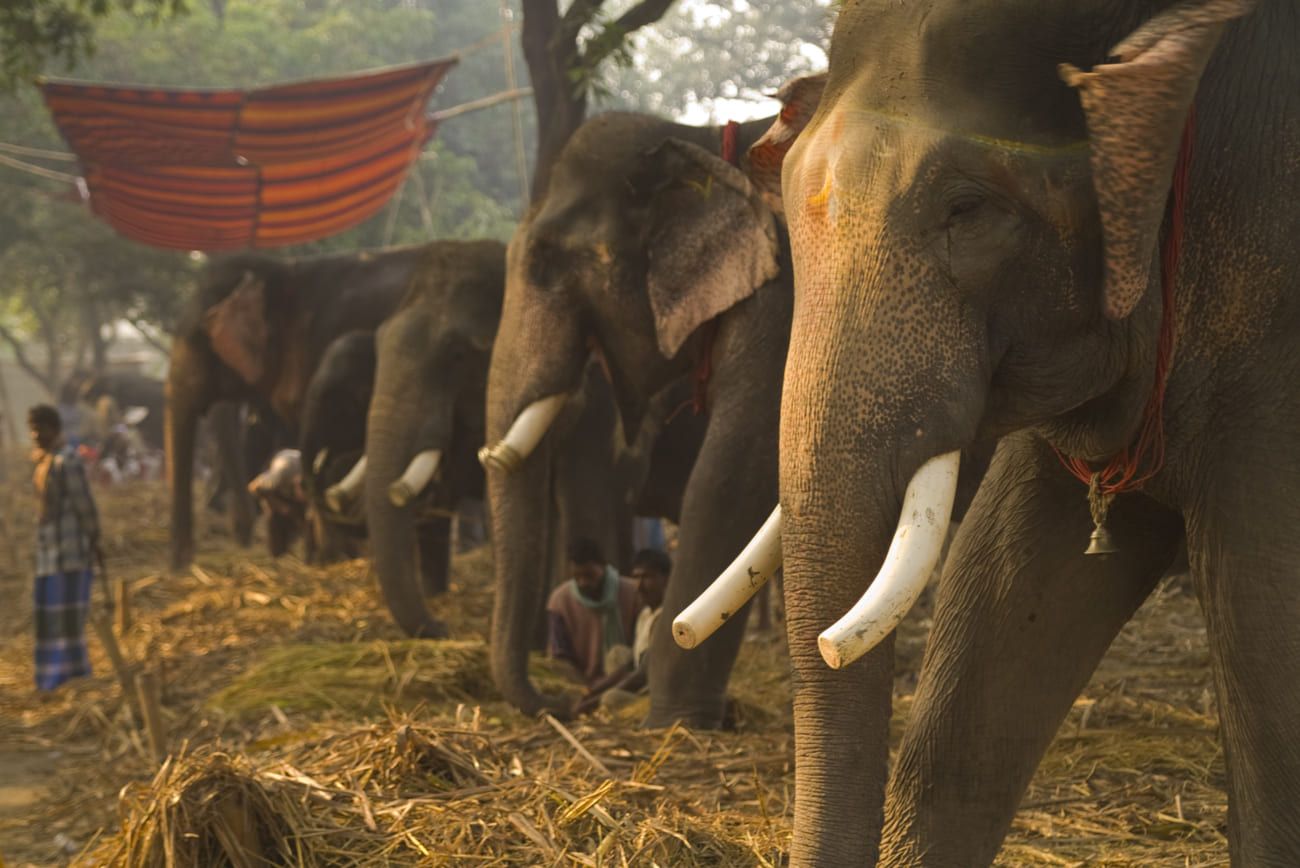 Elephants stand in line to be sold during the largest cattle fair in Asia. Buyers are mainly loggers and the forest department 