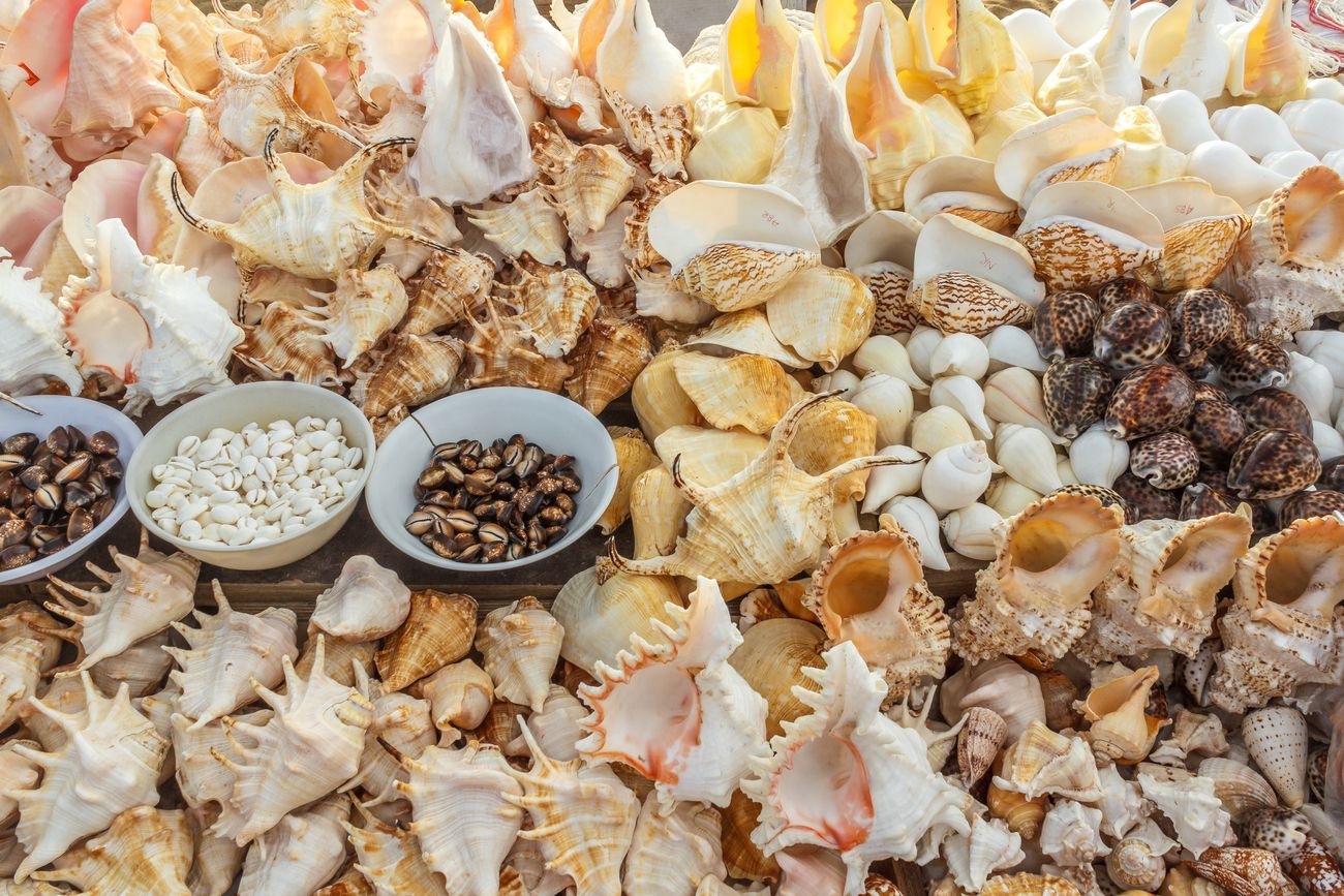 Gorgeous seashells of all shapes and sizes on sale at Marina Beach in Chennai