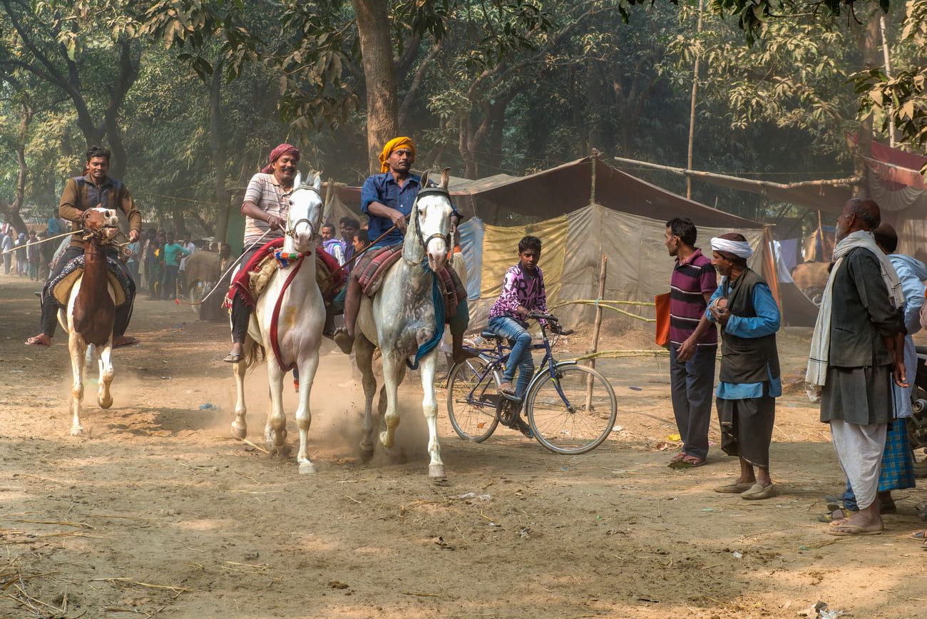 Every morning and evening, along a certain stretch of the Ghoda Bazaar, horse owners parade their finest breeds to attract interested buyers 