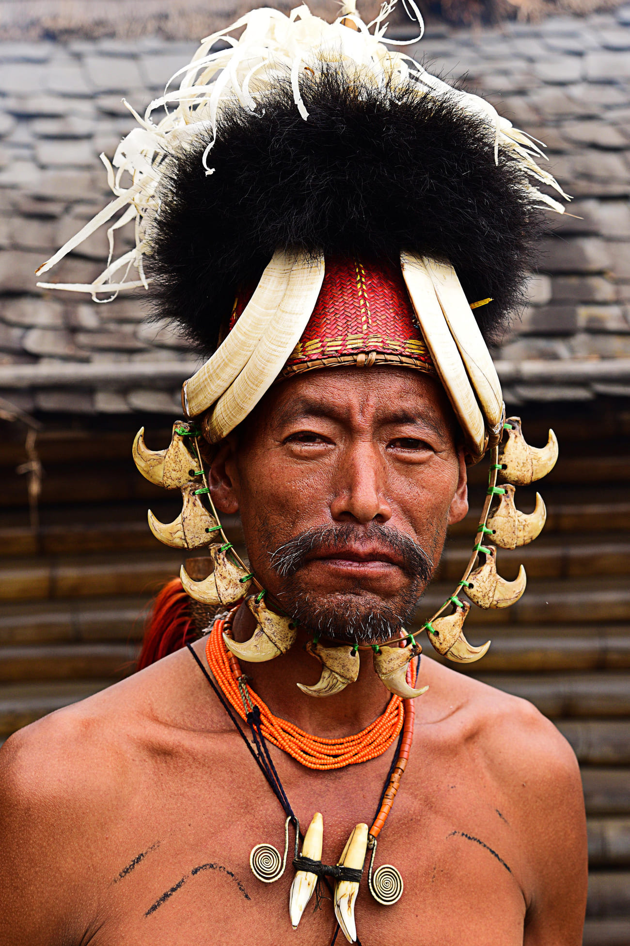 Konyak Naga tribesman with his impressive headpiece of animal teeth 