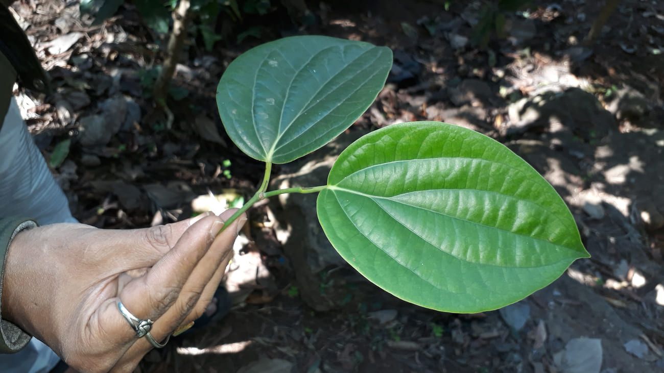 Leaves of Piper Nigrum, a black peppercorn creeper in an Araku Valley garden