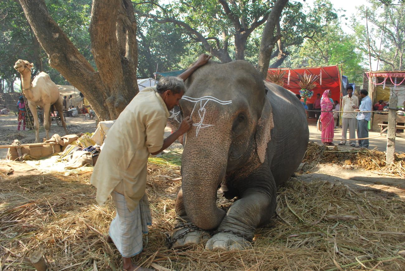Man decorating an elephant’s head. Elephants are regarded as sacred animals by Hindus 