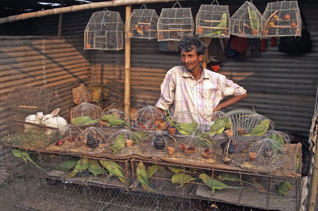 Man standing at his stall of small colorful birds. A large variety of animals, even birds, are on sale during the livestock fair at Sonepur