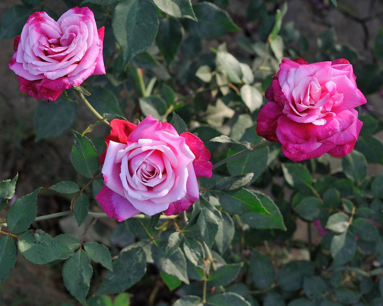 Pink roses blooming during the spring season in the otherwise scorchingly hot weather of Delhi 