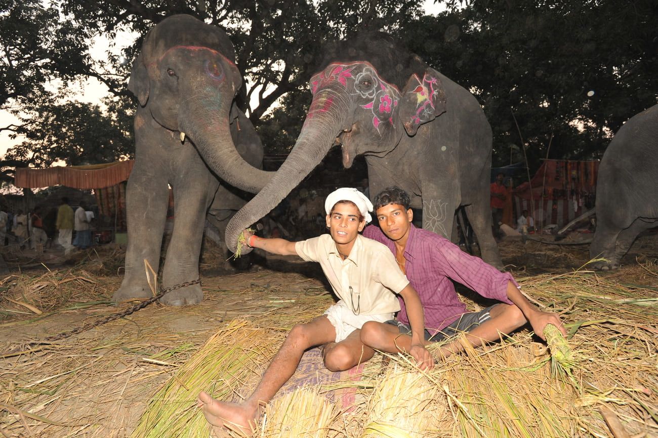 Young boys tending elephants. Sonepur Fair is the only event in India where large numbers of these majestic animals are sold annually 