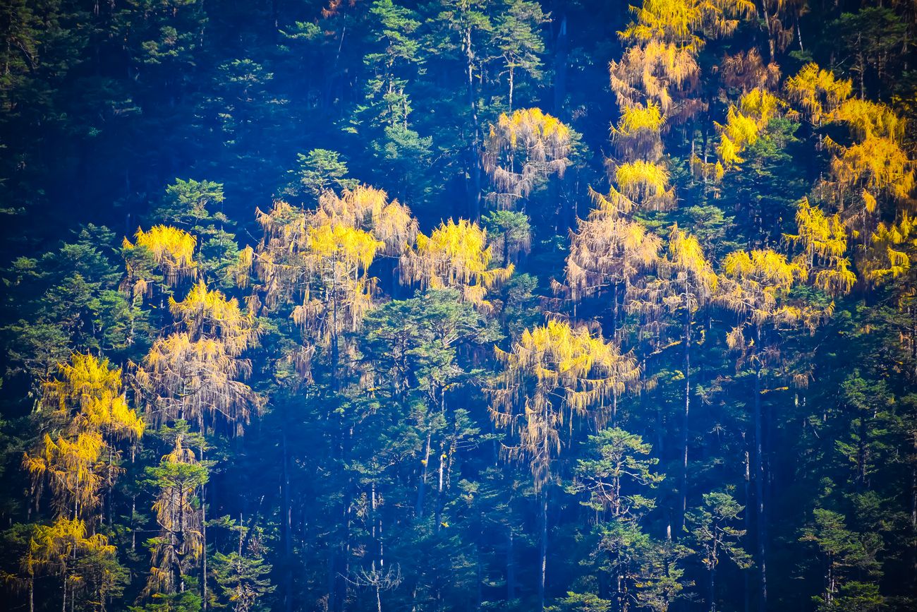 The bright yellow leaves of Rhododendron trees shine through the dark forest of the Yumthang Valley, also known as the Sikkim Valley of Flowers sanctuary