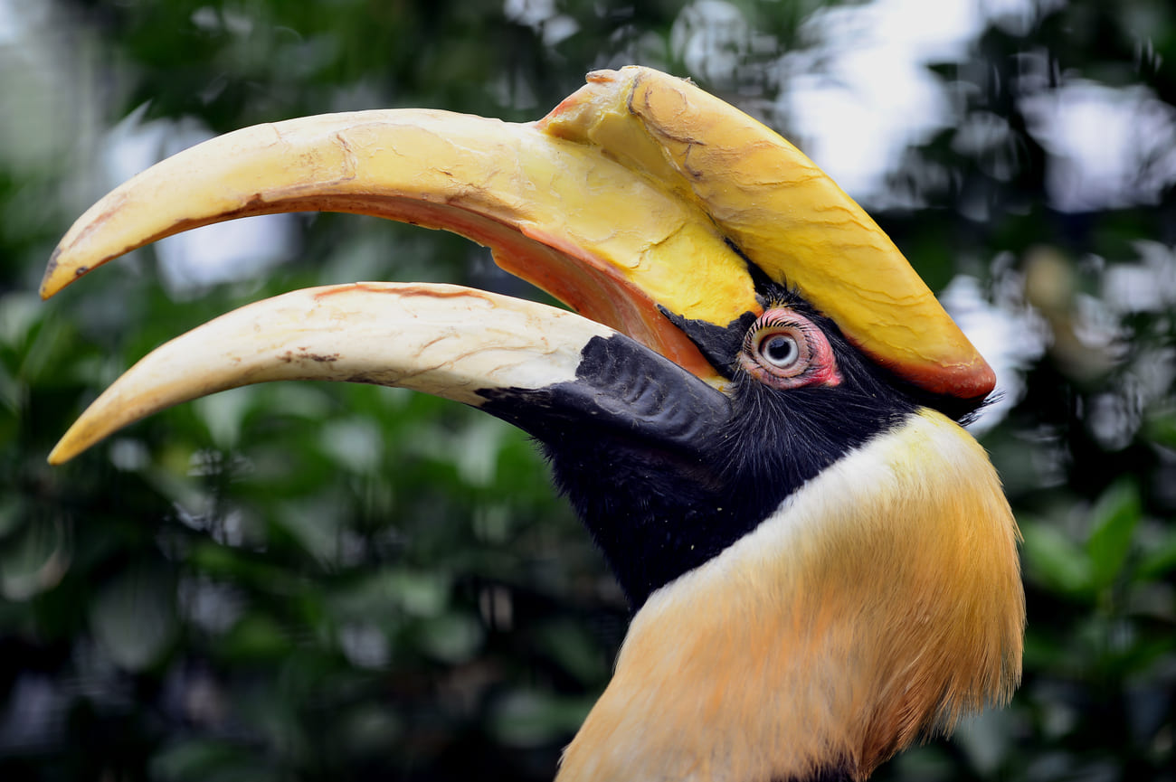 The festival gets its name from the large pied hornbill which is an important feature in the culture and rituals of many Nagaland tribes