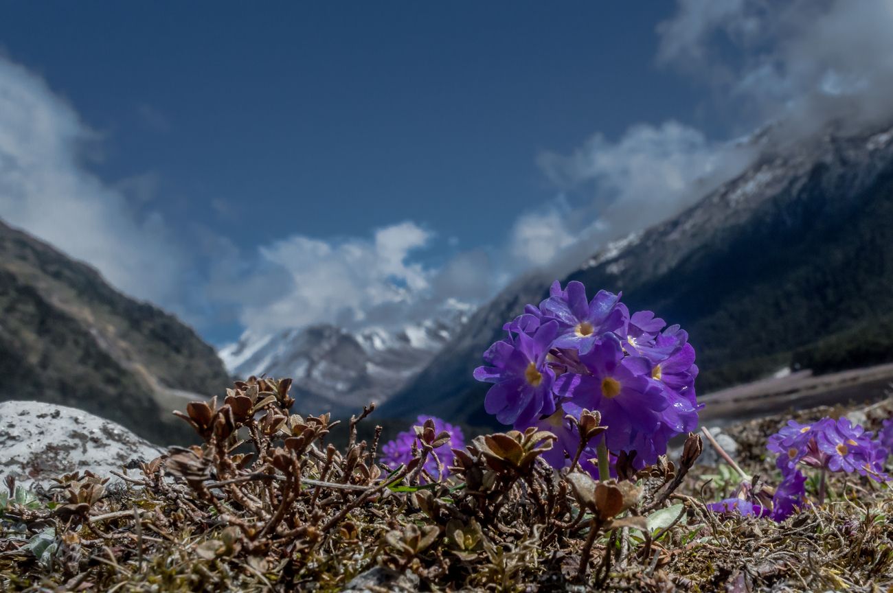 The purple Himalayan Primrose of the genus Primula Farinosa blooming in the rocky terrain of the Yumthang Valley. © Arijeet Bannerjee