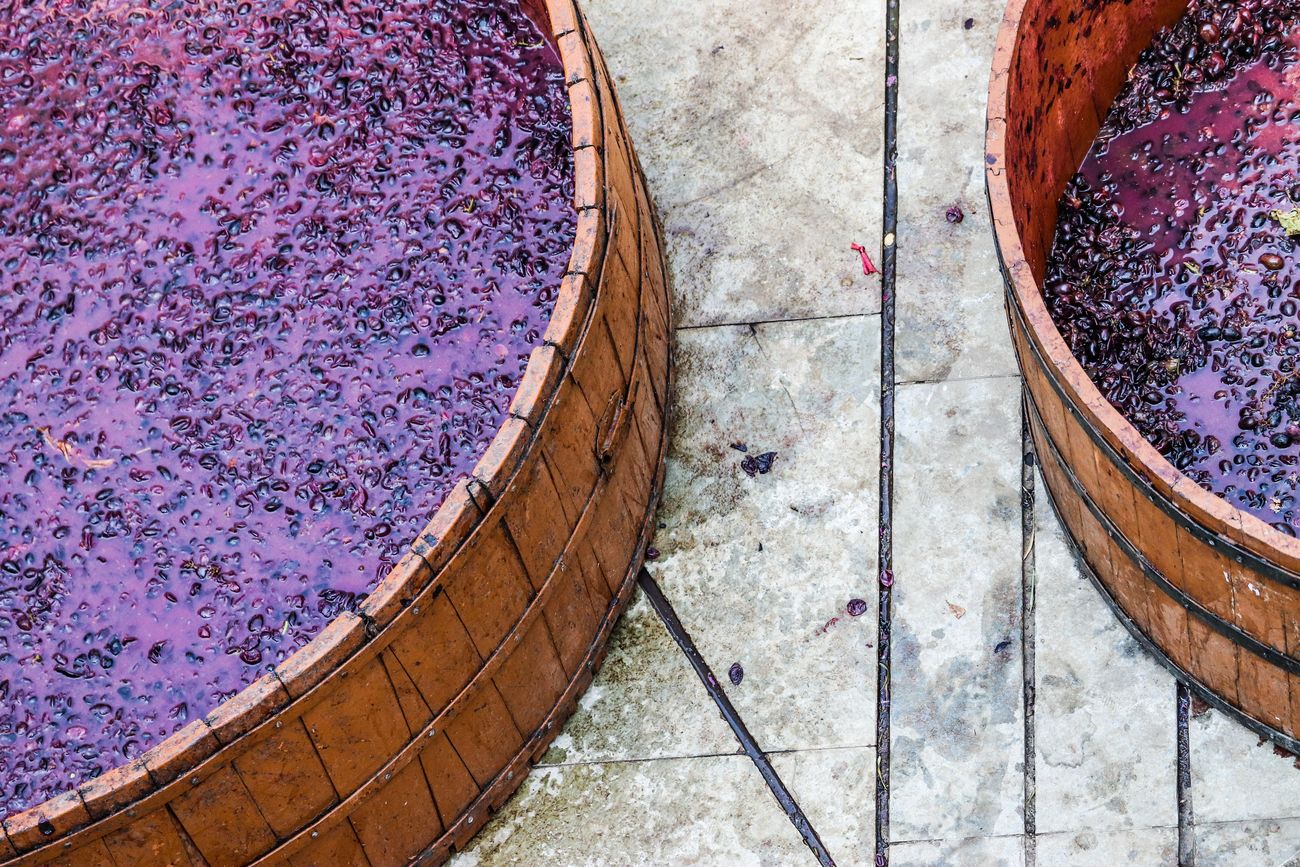 Two containers with dark purple crushed grapes after a grape treading session at the Sula Vineyards