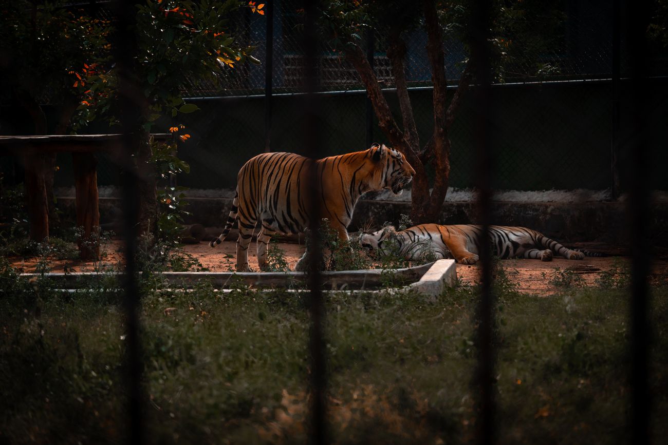 Two magnificent adult Bengal tigers, an endangered species, while away the time in their zoo enclosure