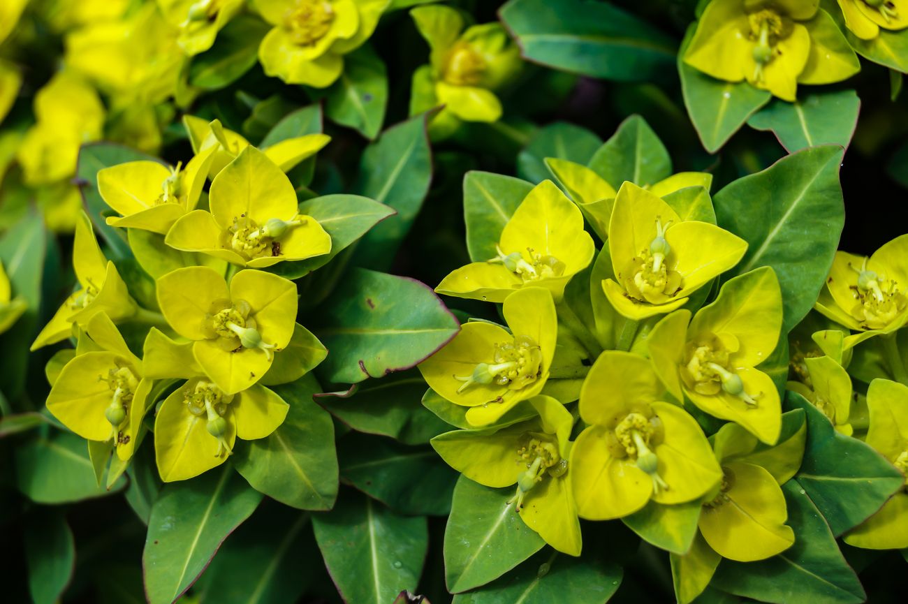 Wild yellow orchids in the Yumthang Valley, commonly known as Sikkim Valley of Flowers sanctuary due to the great number of commercial and wildflowers which adorn this picturesque landscape