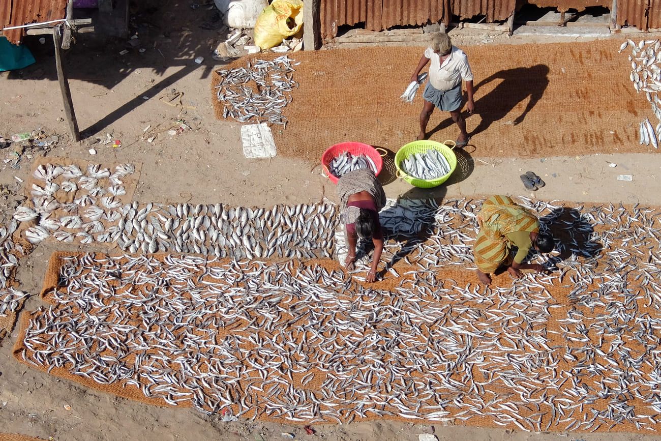 Women in a fishing village on Pamban Island put fish out to dry in the sun 