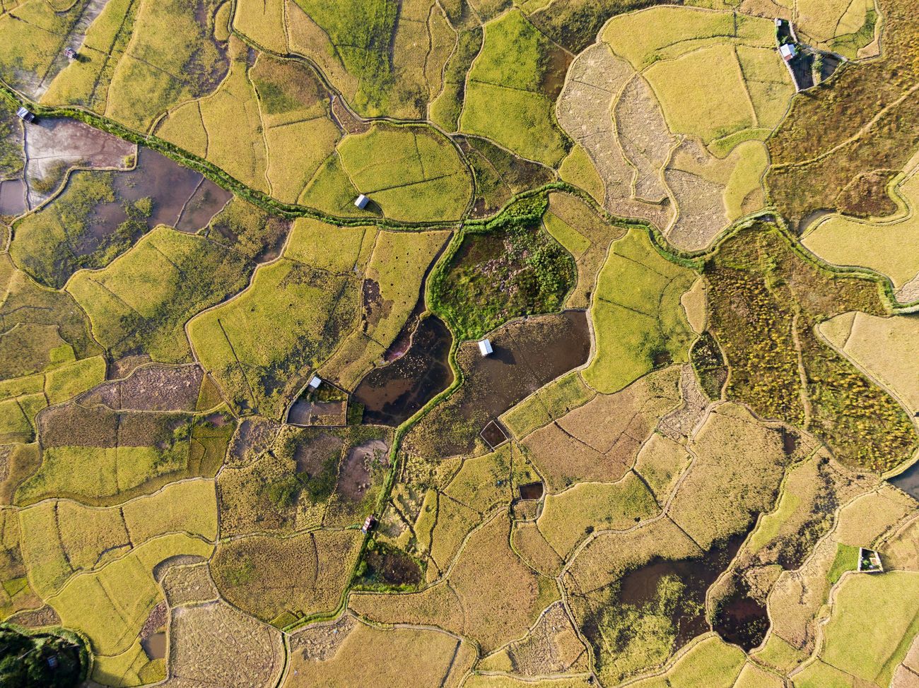 A bird's eye view of paddy fields at Ziro. The Apatani tribe has a striking way of using the limited flatlands for both rice cultivation and fish rearing