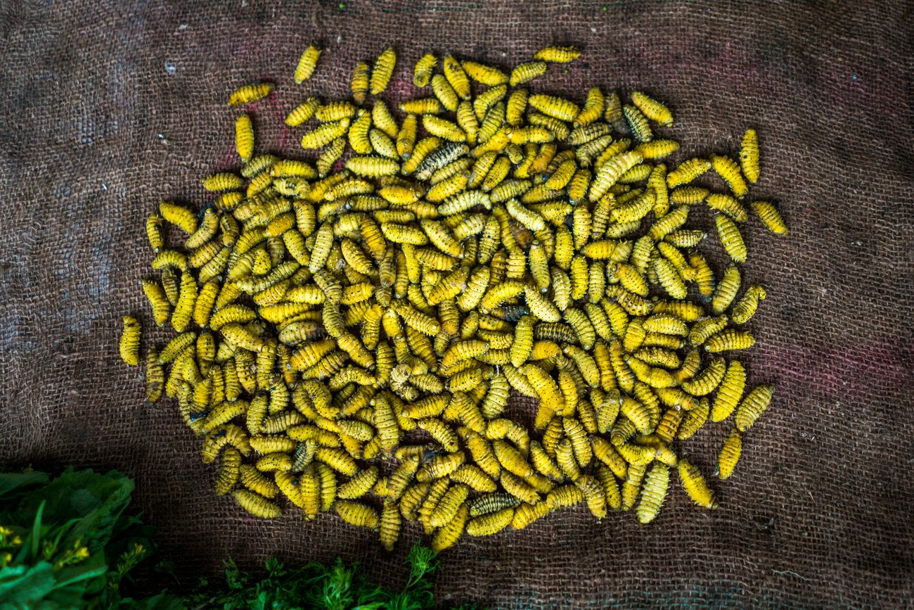 A pile of live yellow caterpillars, a traditional food found at Ziro's street market. You will find women selling a variety of food and ingredients here in an eco-friendly way