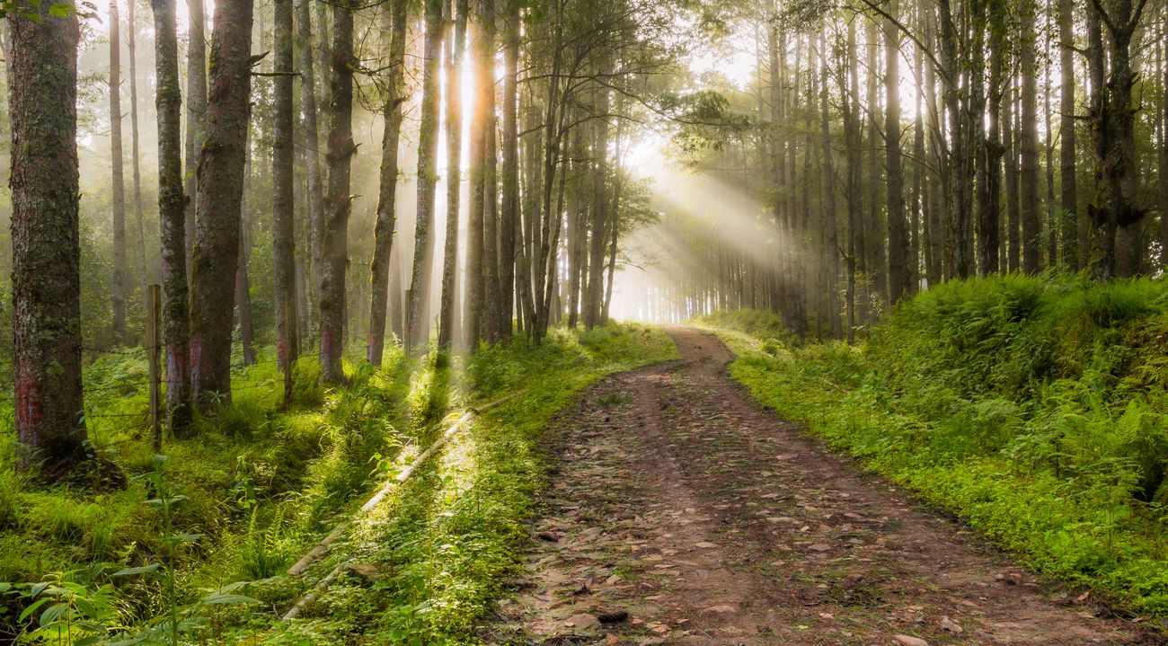 This remarkable sunlight lane in the Ziro forest is one of the best daylight you will ever see. These forests are home to the most glorious morning light