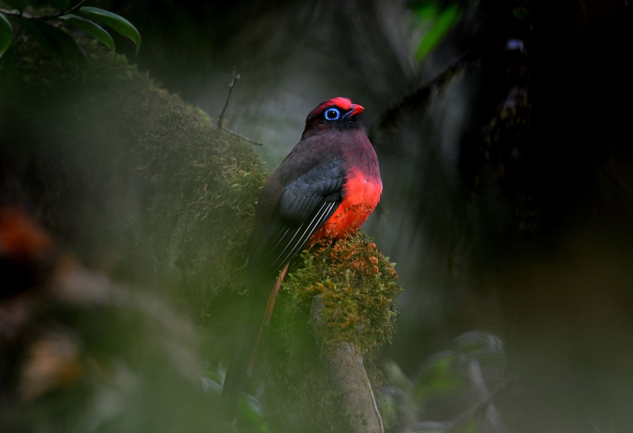 A Ward's Trogon that seems lost in reverie at Talley valley wildlife sanctuary. The survival of these elegant birds has been threatened due to habitat loss, Ziro, Arunachal Pradesh 