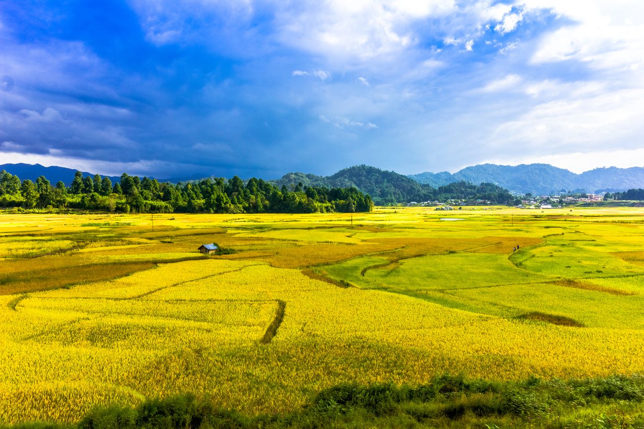 Ziro valley is famous for its glorious stretches of paddy fields, surrounded by lush green hills and forest. The Apatani tribe worships nature and practices agroforestry © Papiya Banerjee