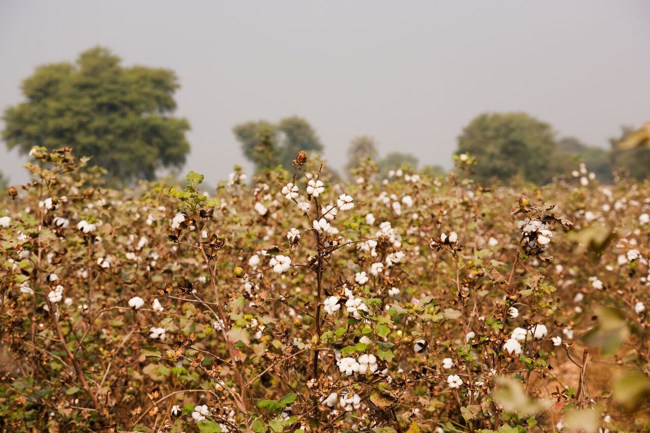 cotton fields