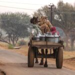 Samode farmer uses a camel to pull his load of milk. © Salvador Aznar / Shutterstock