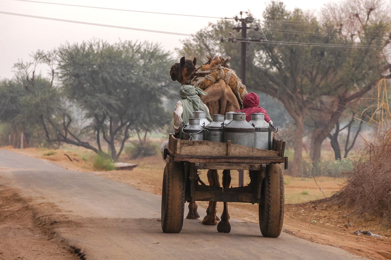 Samode farmer uses a camel to pull his load of milk. © Salvador Aznar / Shutterstock