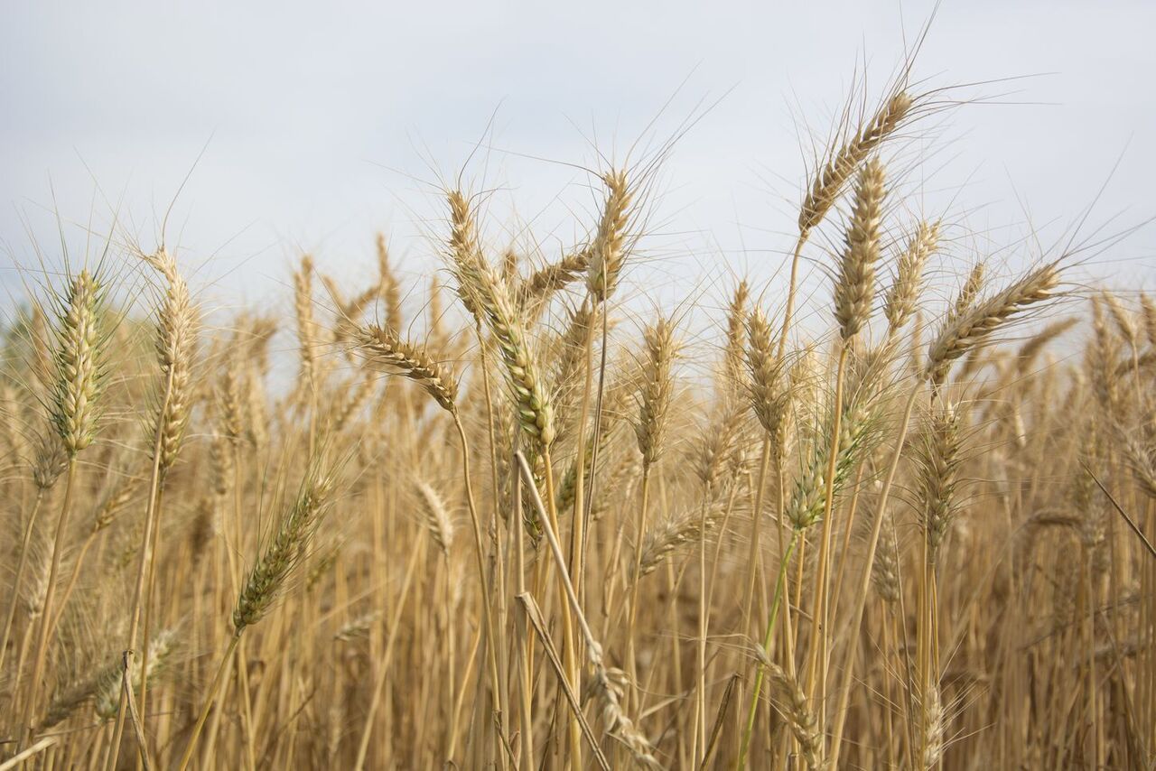 wheat field