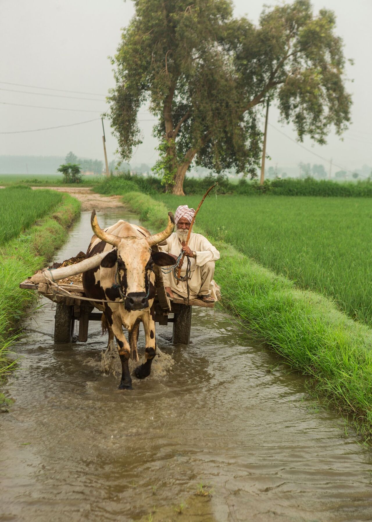 bullock cart