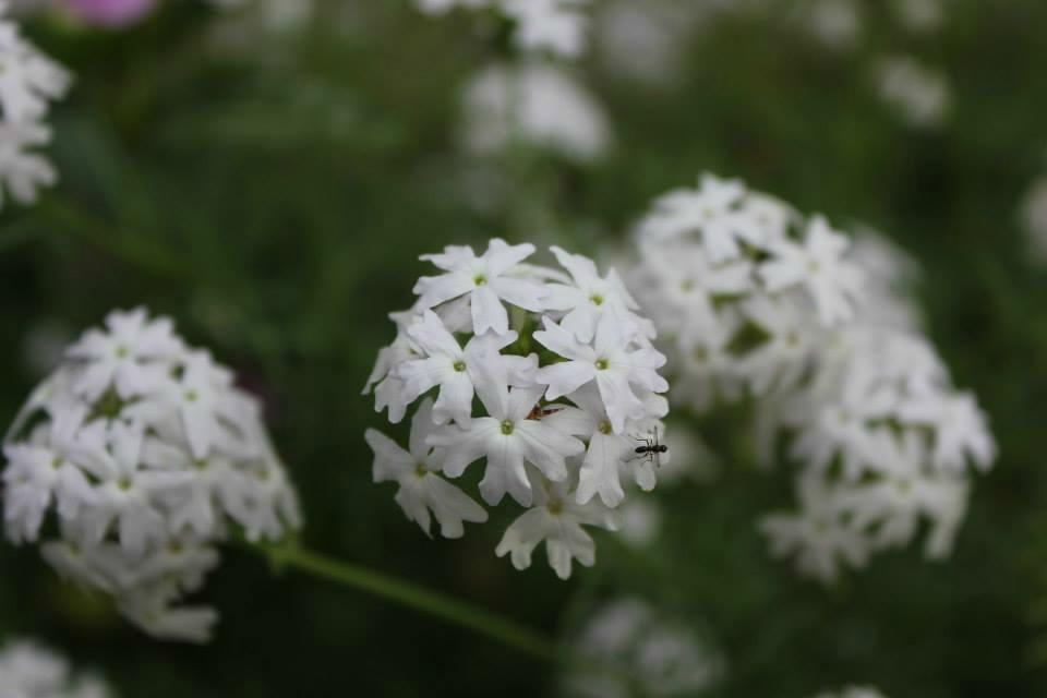 lovely plants