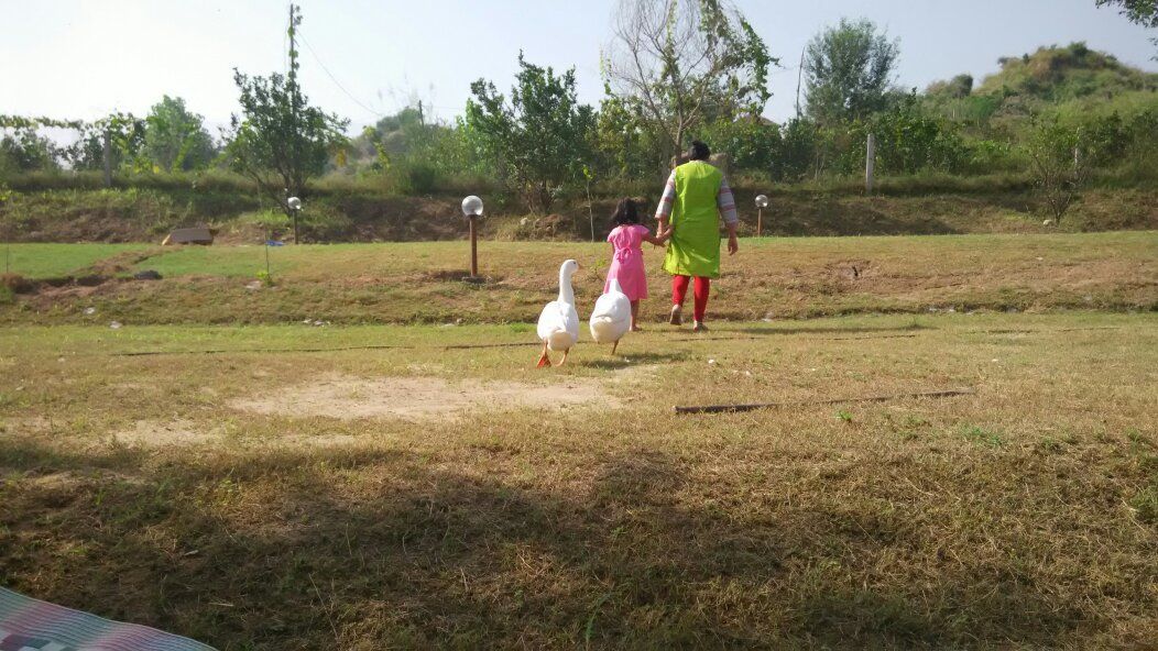 everyday life on the farm