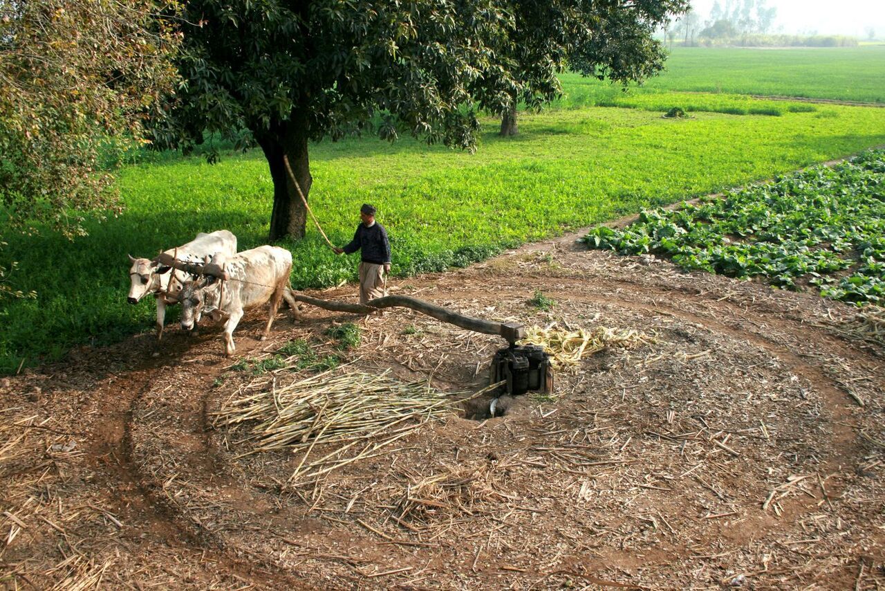 sugarcane juice