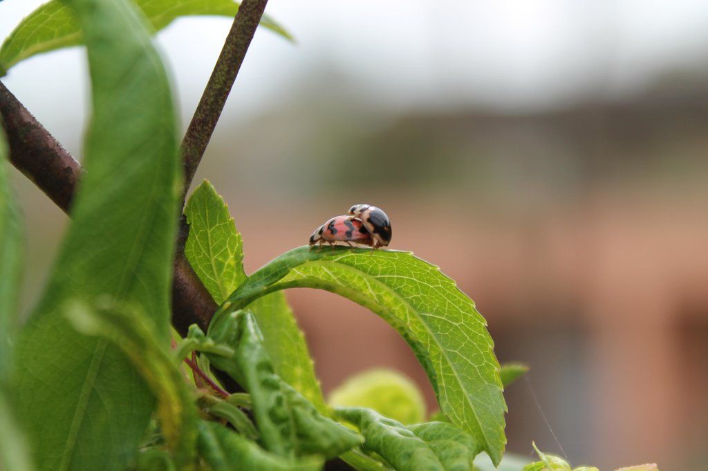 many insects, birds