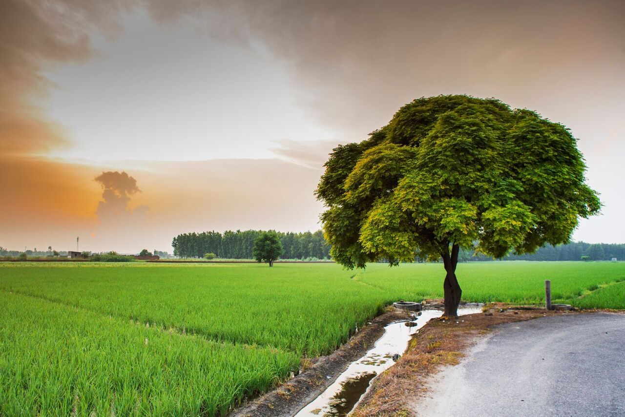 rural punjab