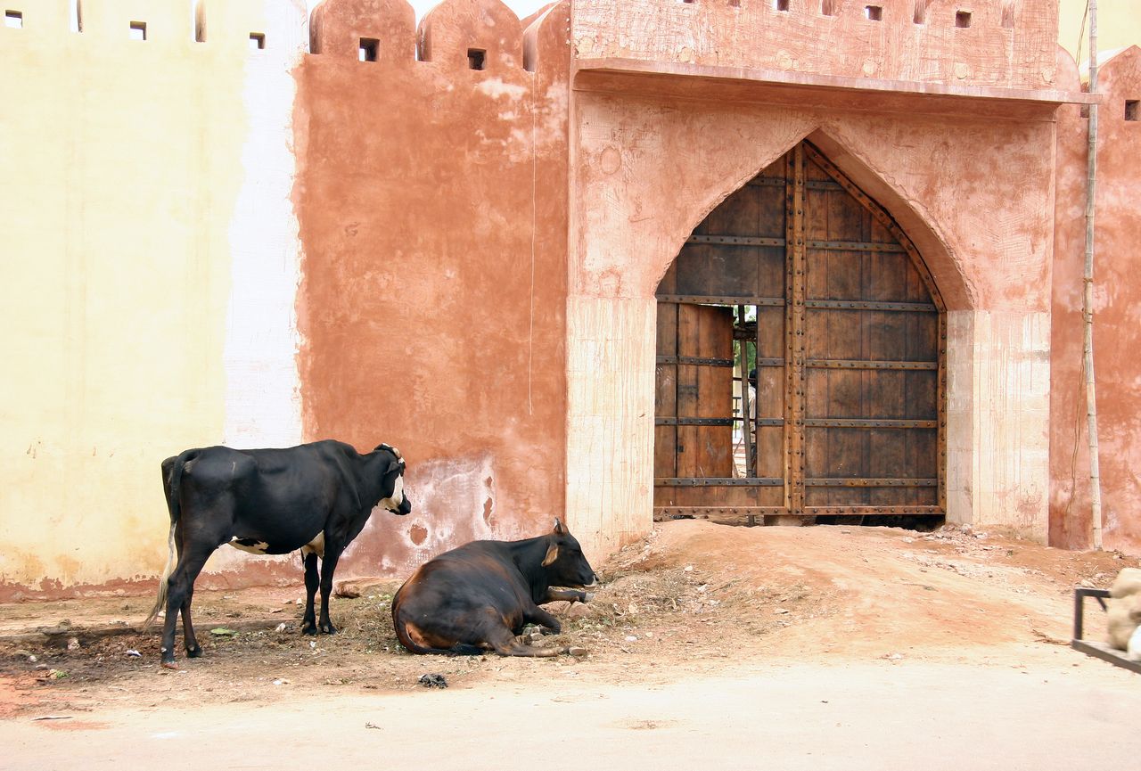 2 a wooden door in samode Village