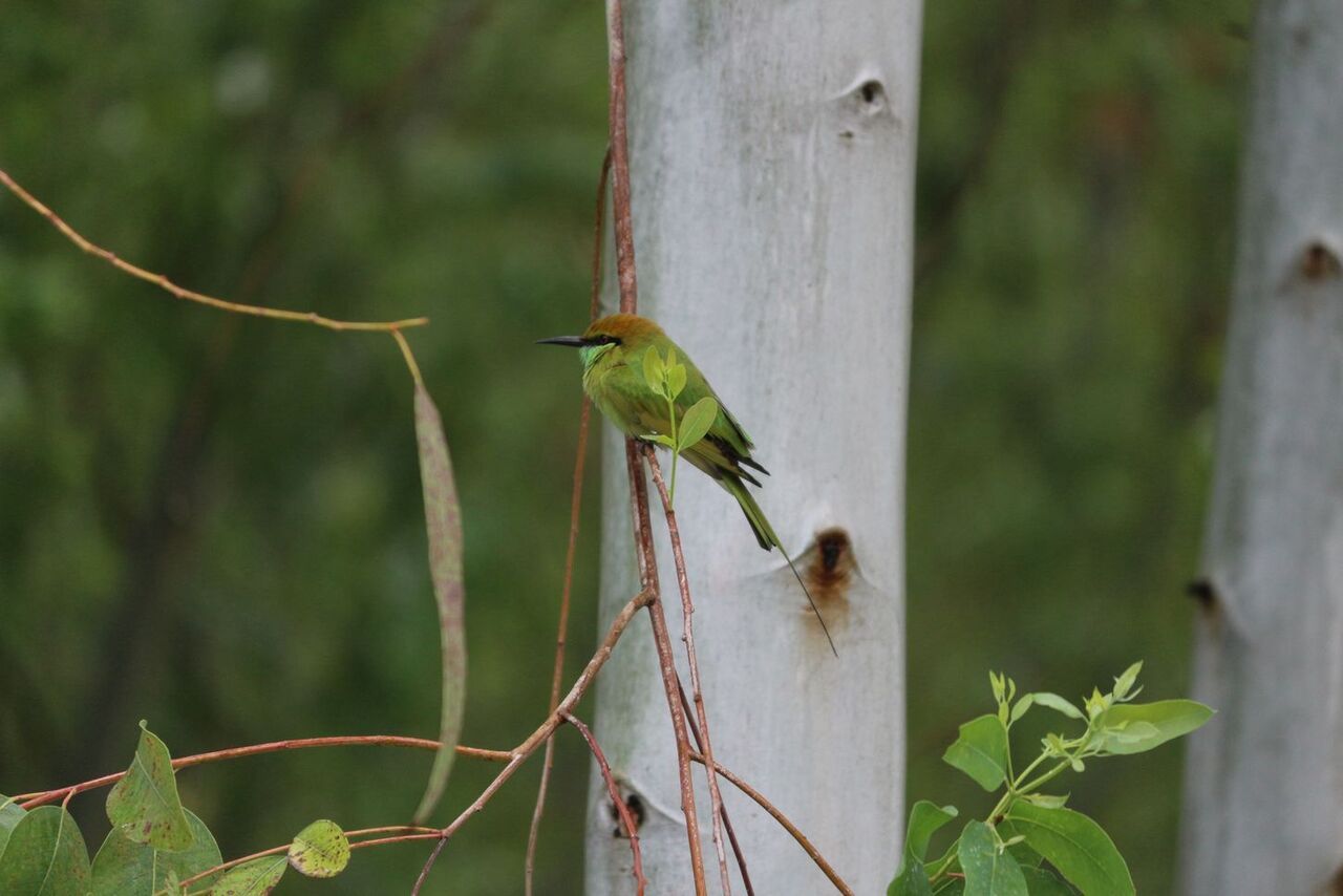 bird on a tree