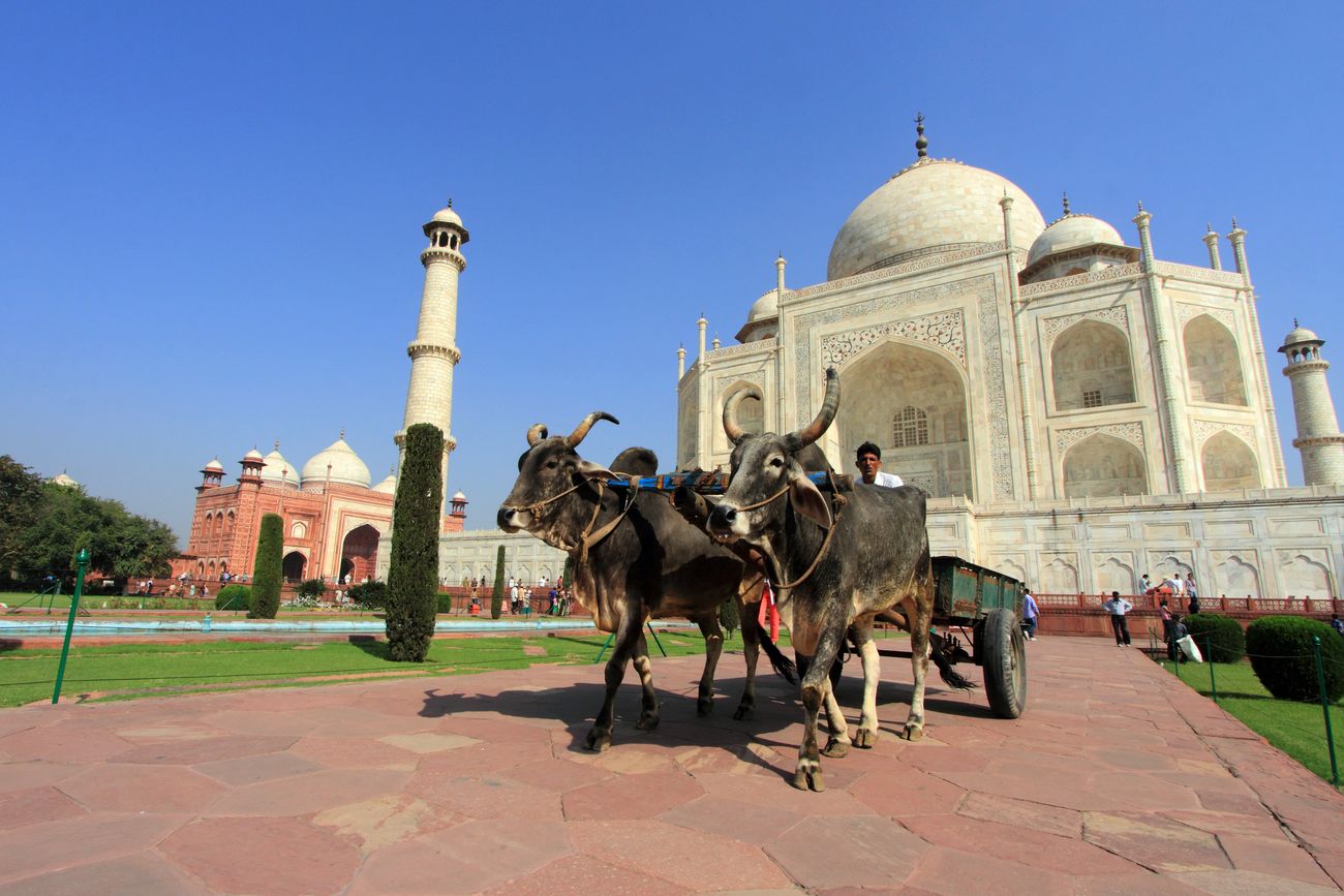 bullock cart taj mahal