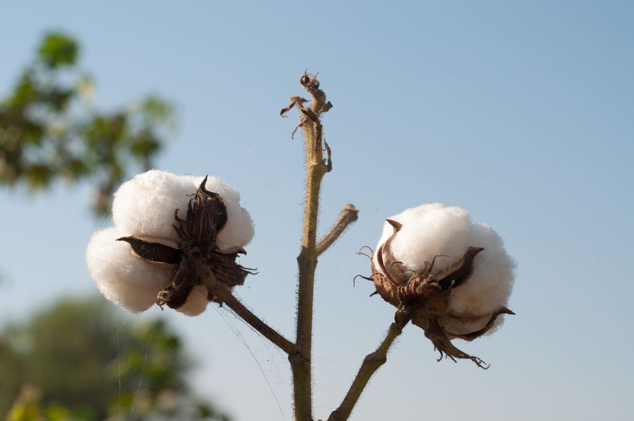 cotton bolls