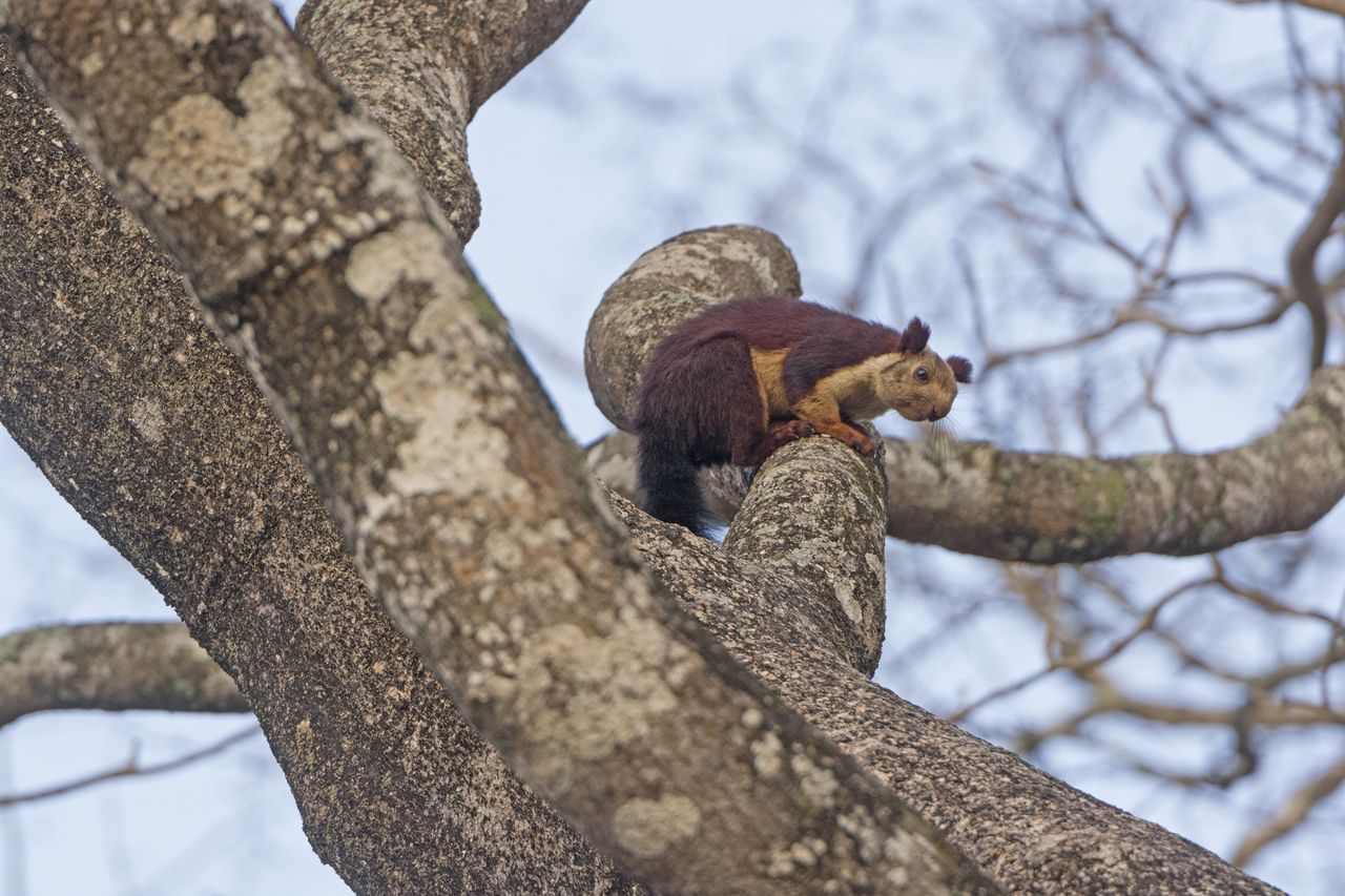 Squirrel the Nagarhole National park