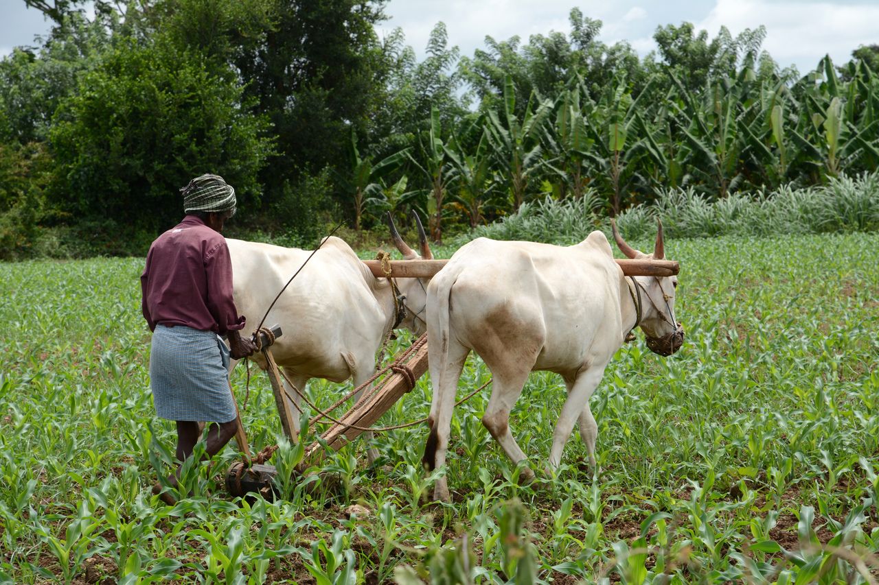 indian farmer Kabini and Nagarhole National Park