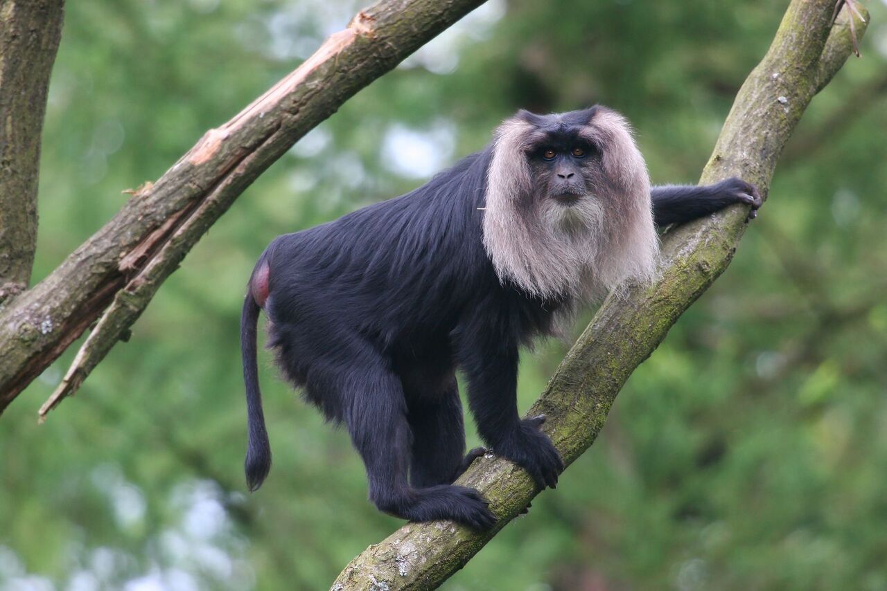 lion-tailed macaque the Anamalai tiger reserve