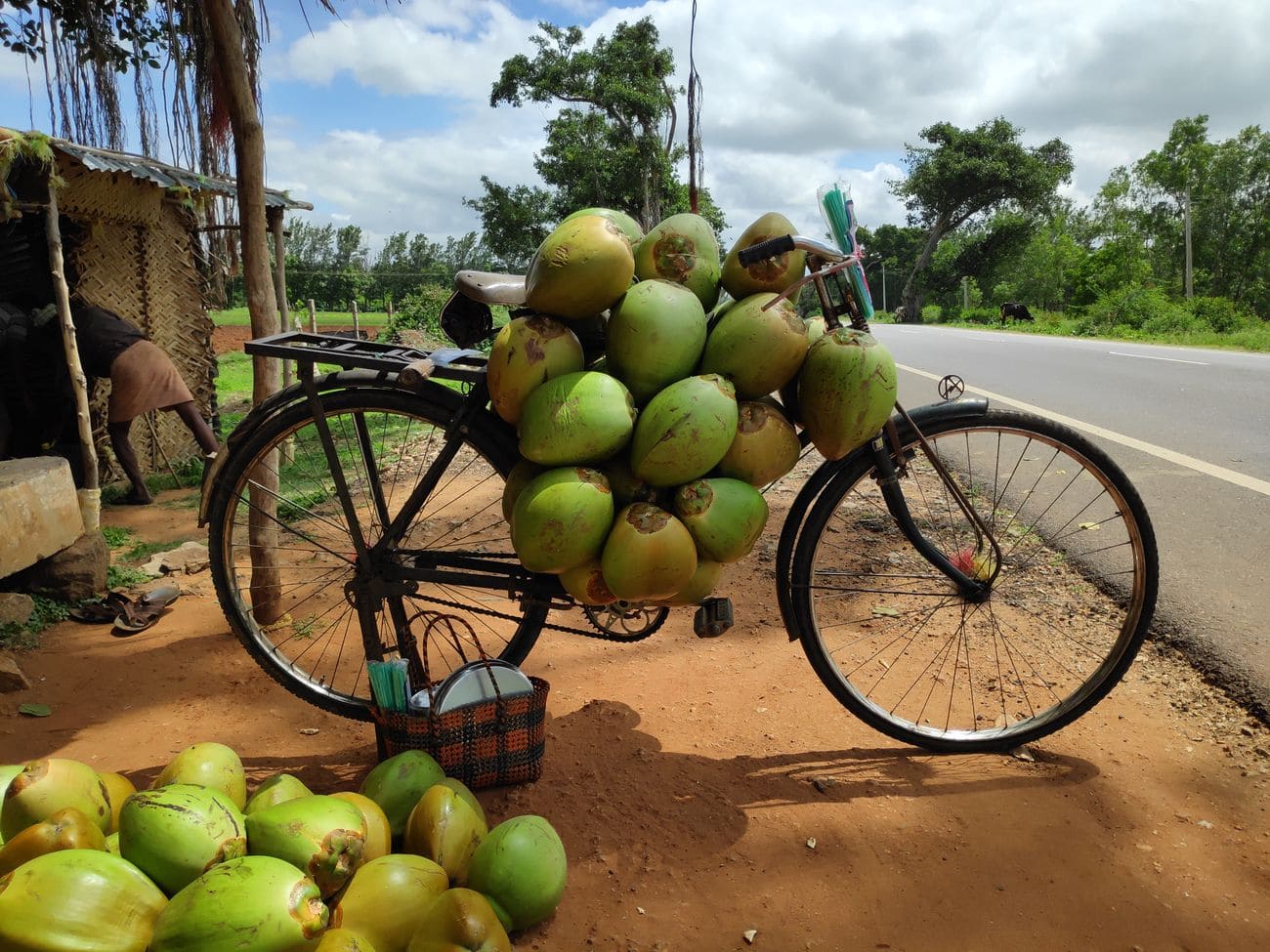 A bicycle loaded with tender coconuts