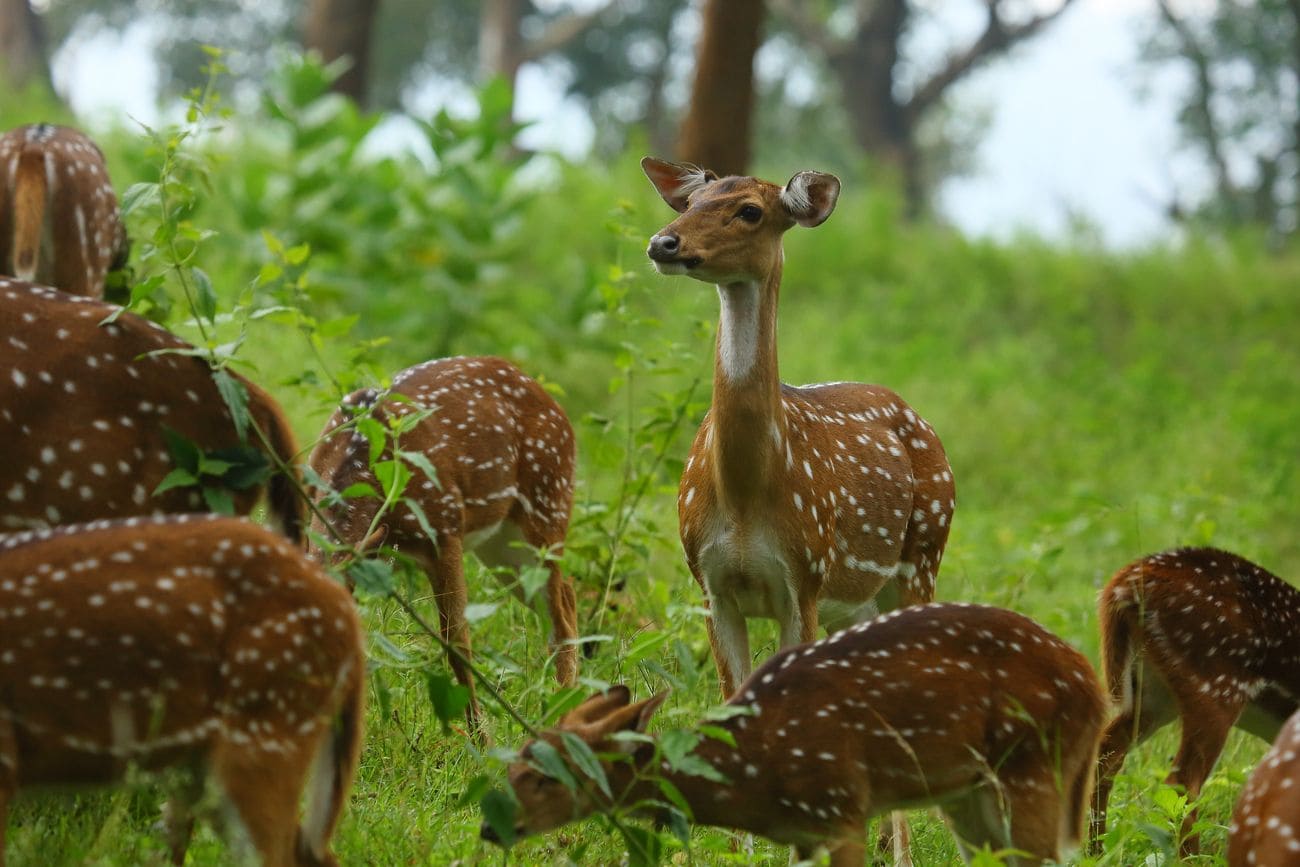 view from Bandipur Tiger Reserve, Karnataka,