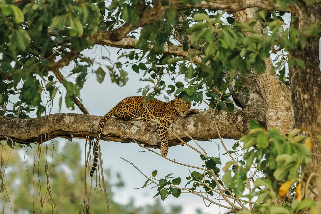 this magnificent leopard resting on one of the branches of the
