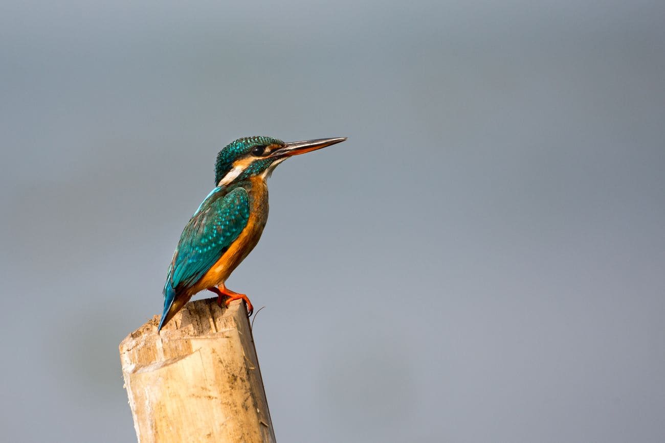 A River Kingfisher relaxing on a tree’s branch at Kumarakom