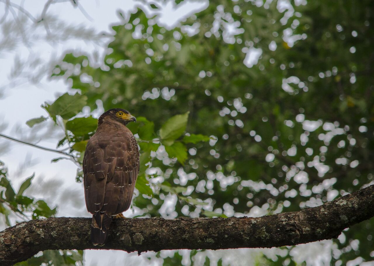 Serpent Eagle Anamali Tiger Reserve