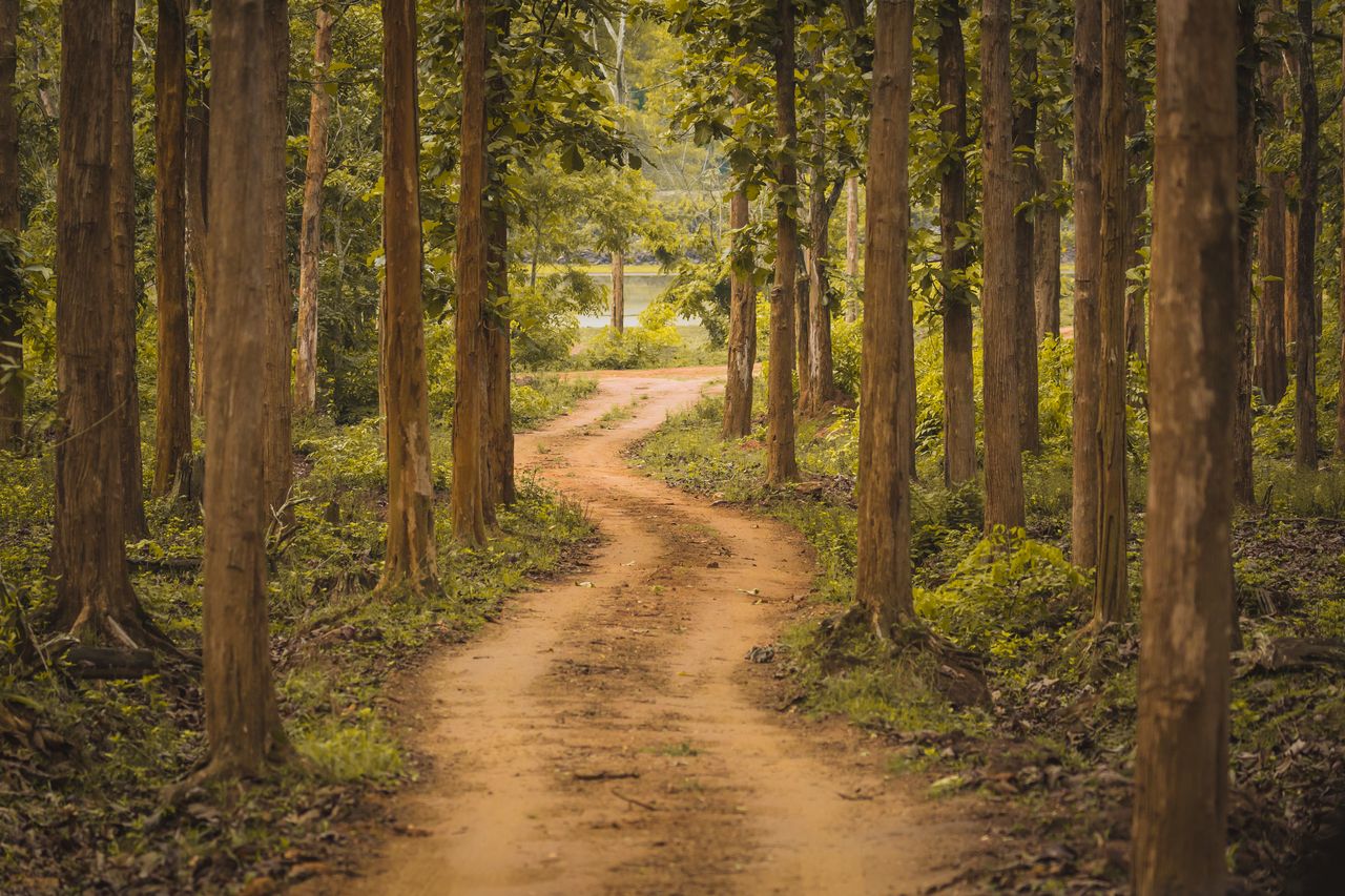 curving path in the national park of Nagarhole