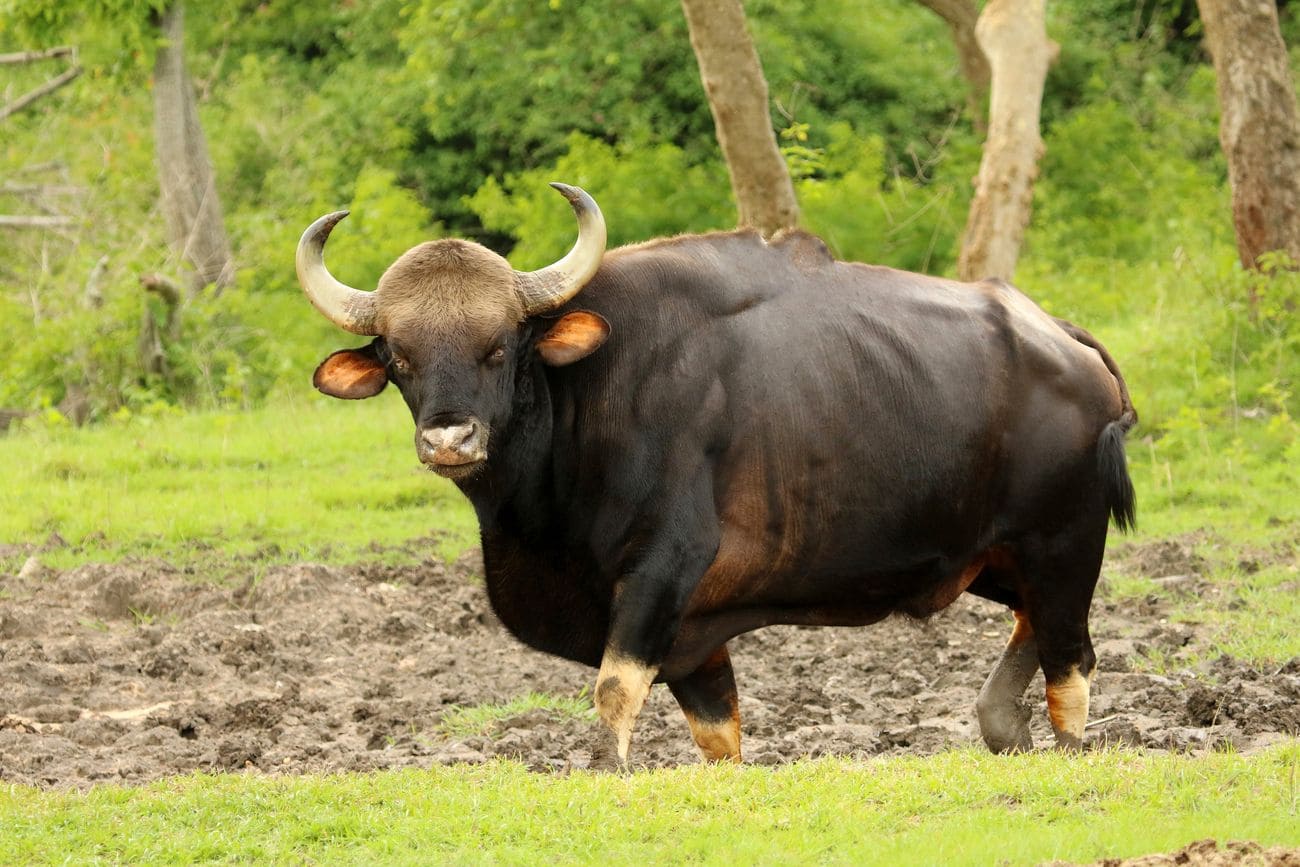 Bandipur National Park in Maharashtra,